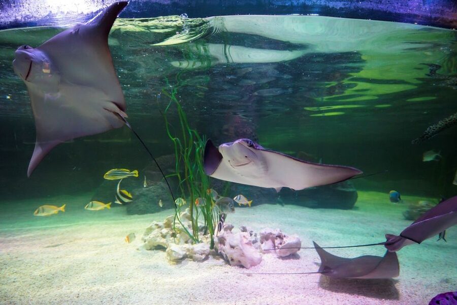 Loch Lomond: Sea Life Entrance Ticket - How much time should you allow?