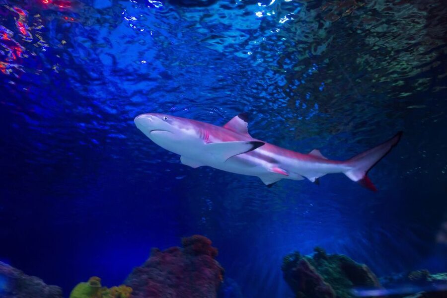 Loch Lomond: Sea Life Entrance Ticket - Booking, timing, and cancellation advice