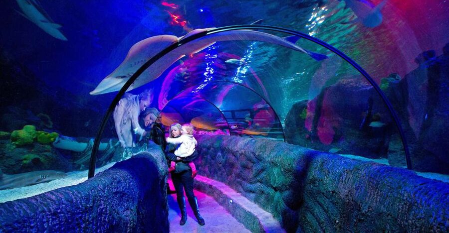 Loch Lomond: Sea Life Entrance Ticket - Meeting sharks in the tropical ocean tunnel
