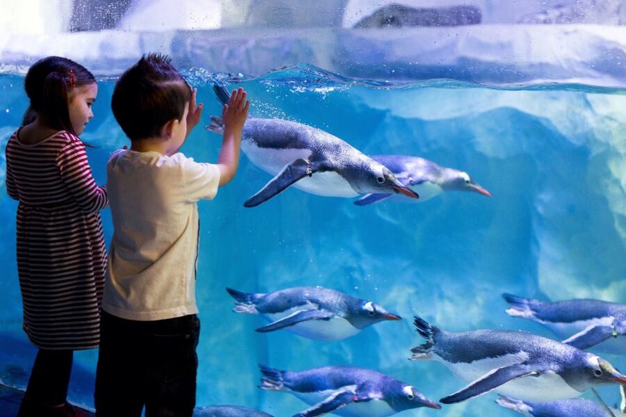 London: Madame Tussauds, London Eye & SEA LIFE Combo Ticket - SEA LIFE London: an easy family finish
