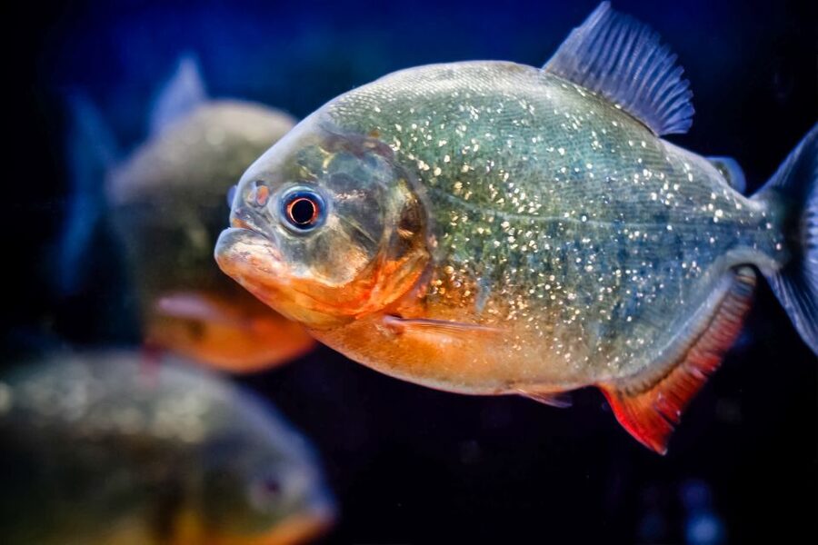 London: SEA LIFE Entry Ticket - Tropical fish, turtles, and small sea creatures