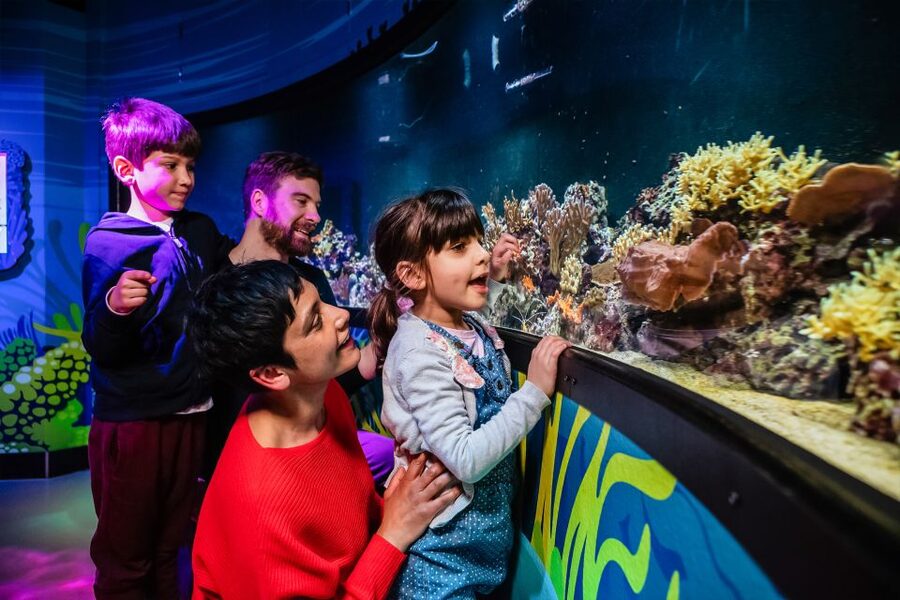 London: SEA LIFE Entry Ticket - Ice Adventure and the Gentoo penguins