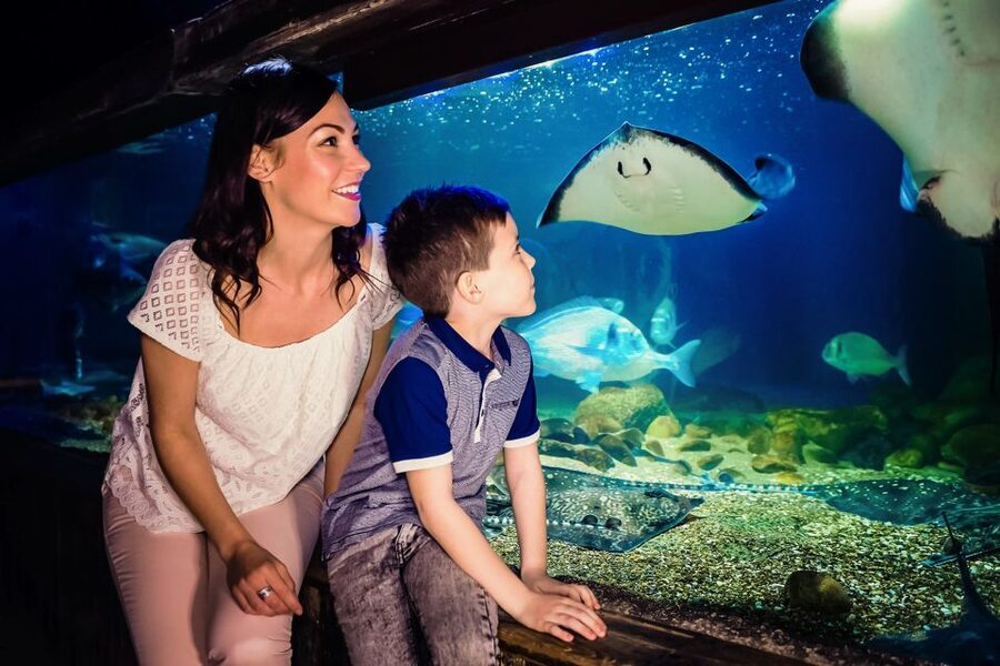 London: SEA LIFE Entry Ticket - Rainforest Adventure with Ranger Andy