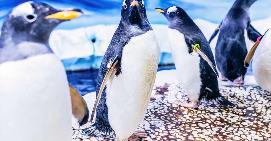 London: SEA LIFE Entry Ticket - Interactive features and the virtual experience