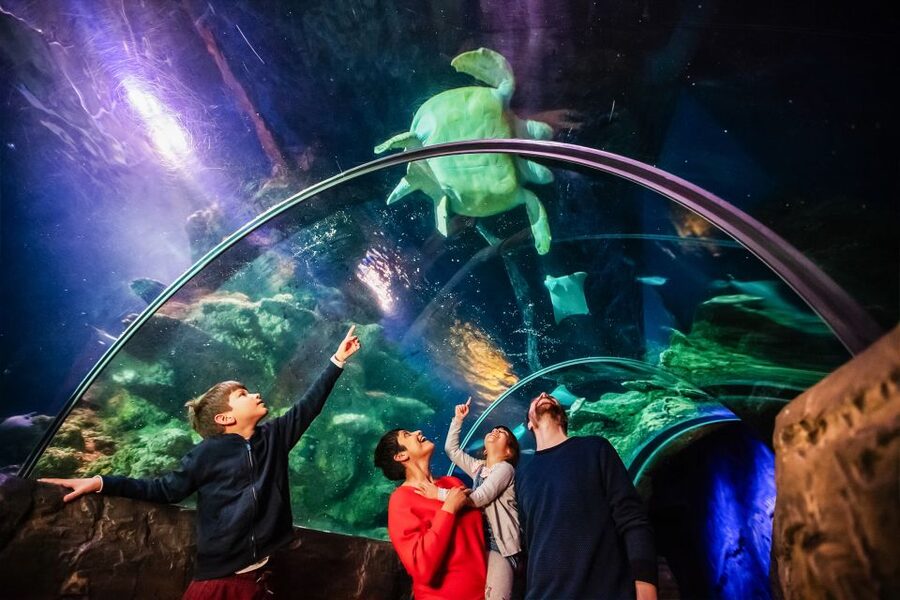 London: SEA LIFE Entry Ticket - How much time should you allow?