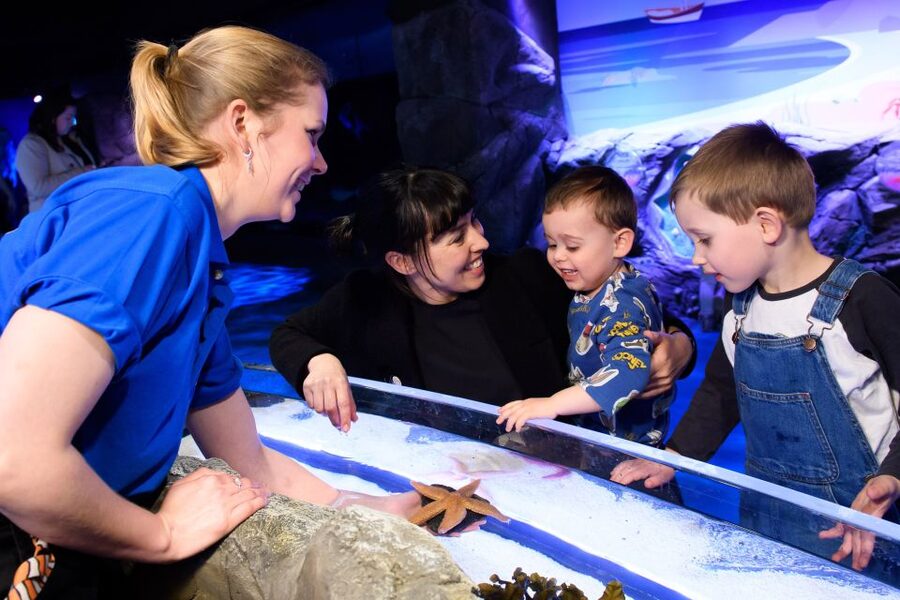 London: SEA LIFE & London Eye Combo Ticket - Should you book the SEA LIFE and London Eye combo?