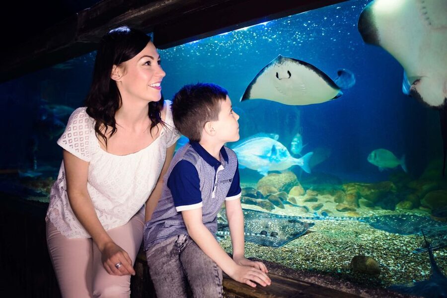 London: SEA LIFE & London Eye Combo Ticket - Choosing the right time of day