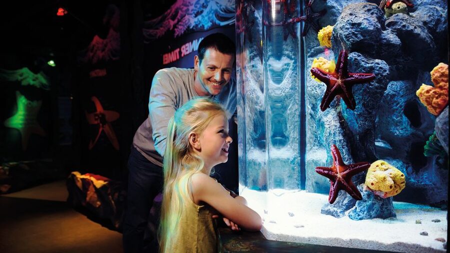 London: SEA LIFE & London Eye Combo Ticket - Who will enjoy this combo most?