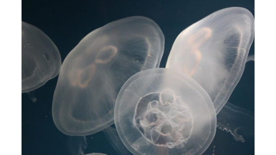 Los Angeles: Heal The Bay Aquarium in Santa Monica - Key points to know before you go