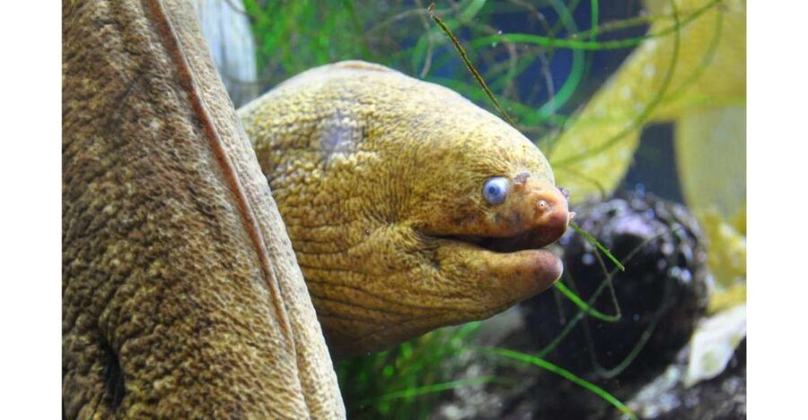 Los Angeles: Heal The Bay Aquarium in Santa Monica - What Heal the Bay Aquarium does best