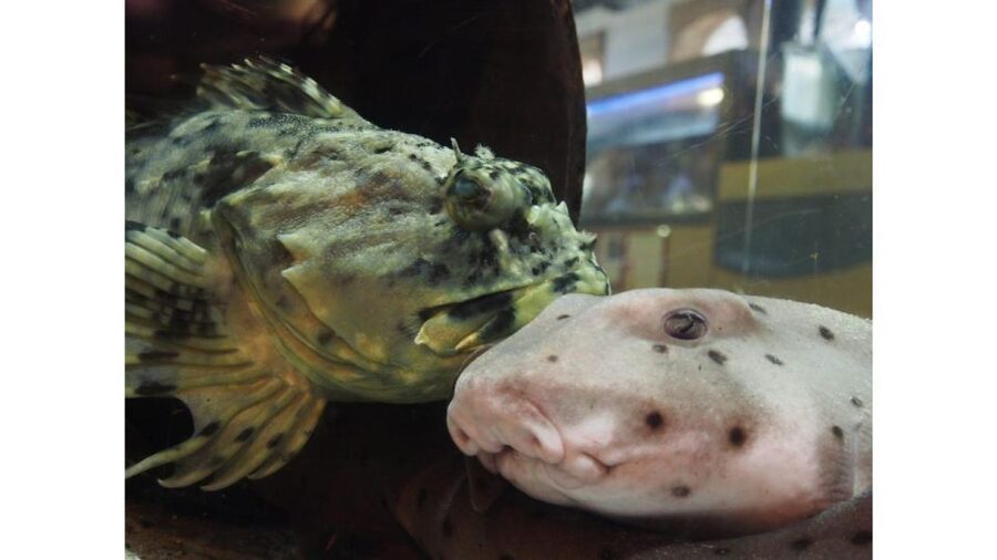 Los Angeles: Heal The Bay Aquarium in Santa Monica - Look for feeding activity, especially the eels