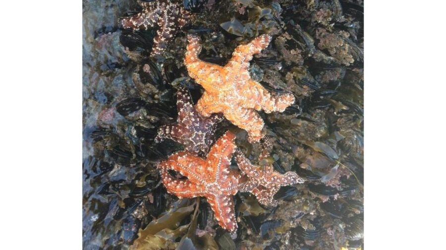 Los Angeles: Heal The Bay Aquarium in Santa Monica - Conservation is part of the admission price