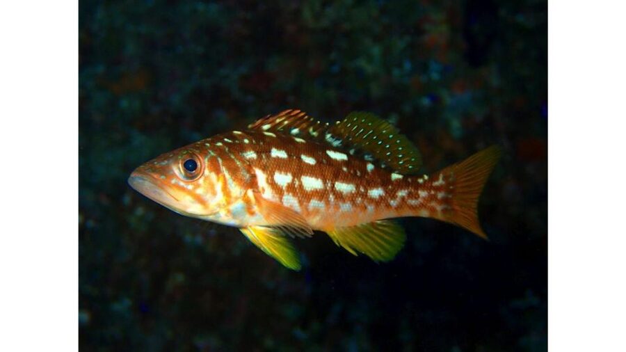 Los Angeles: Heal The Bay Aquarium in Santa Monica - Who will enjoy this aquarium most?