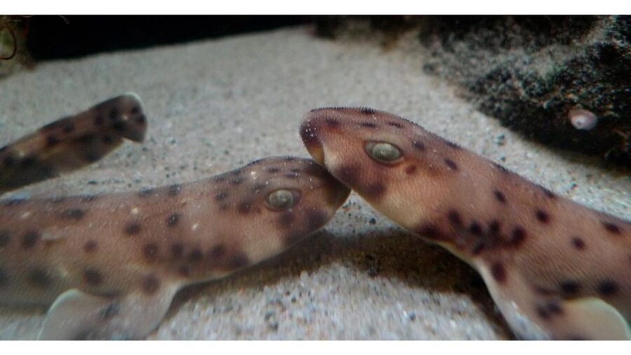 Los Angeles: Heal The Bay Aquarium in Santa Monica - Practical details for planning your visit