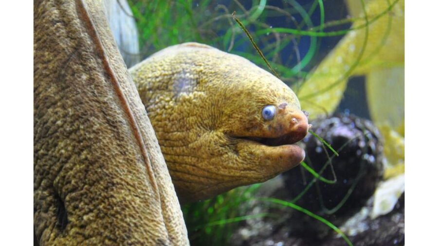 Los Angeles: Heal The Bay Aquarium in Santa Monica - Entering a compact Pacific Ocean collection