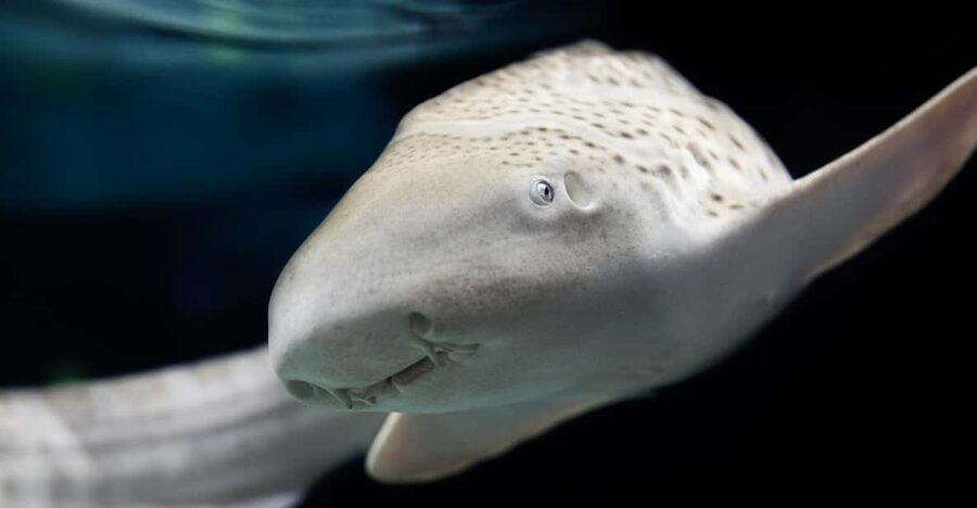 Lyon: Aquarium Entrance Ticket - Key points to know before you go