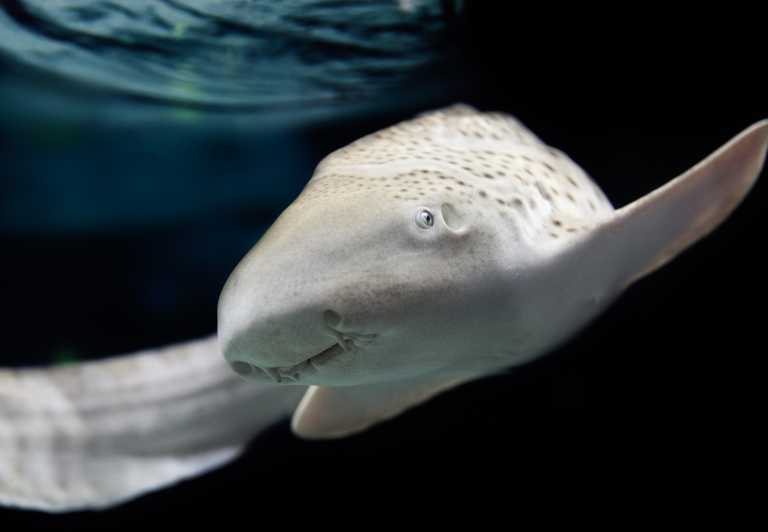 Lyon: Aquarium Entrance Ticket - The Worlds Reefs and the appeal of clownfish