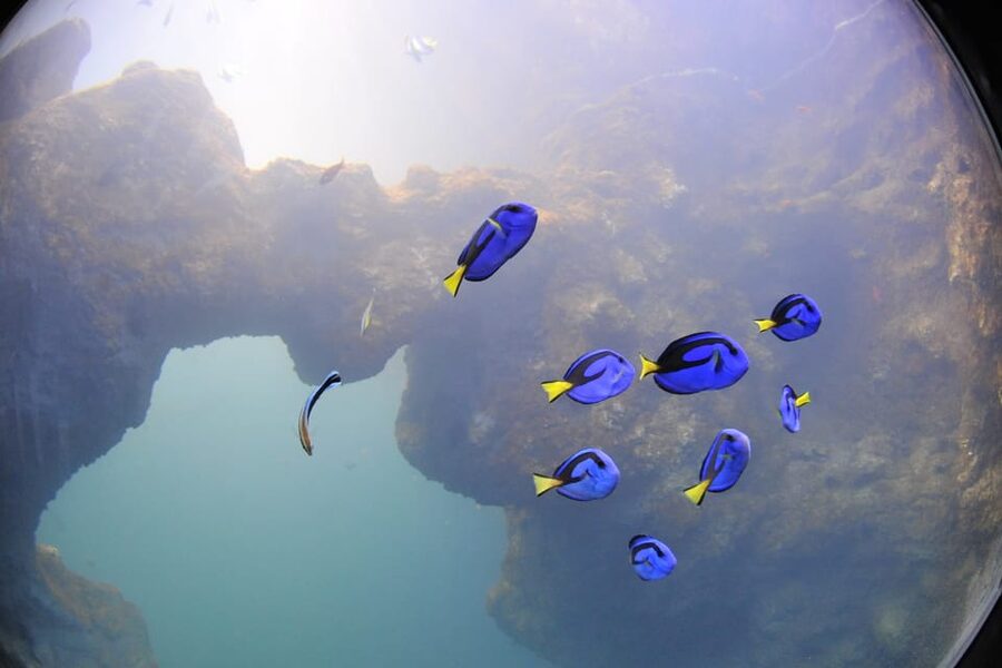 Lyon: Aquarium Entrance Ticket - Marine curiosities, friendly sharks, and an octopus