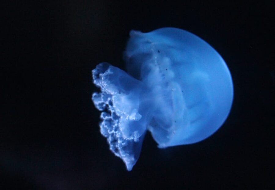 Lyon: Aquarium Entrance Ticket - Marine Lights and three ocean ecosystems