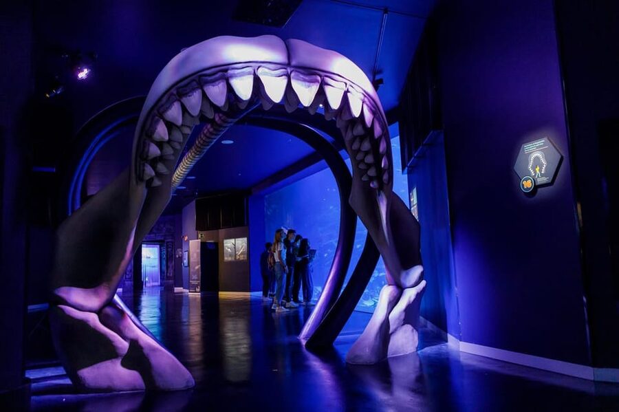 Madrid: Atlantis Aquarium Entry Ticket - The animals children will remember