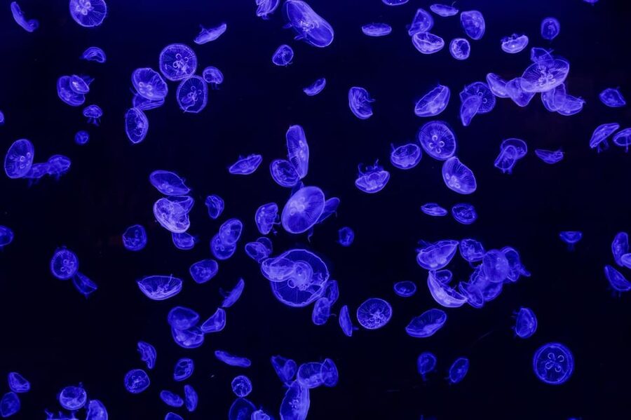 Madrid: Atlantis Aquarium Entry Ticket - How much time should you allow?