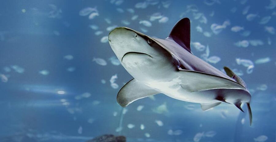 Madrid: Atlantis Aquarium Entry Ticket - Is the location convenient from Madrid?