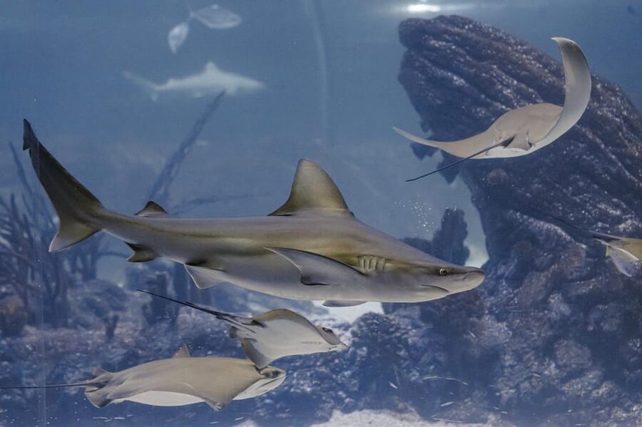 Madrid: Atlantis Aquarium Entry Ticket - What the $14 ticket buys you