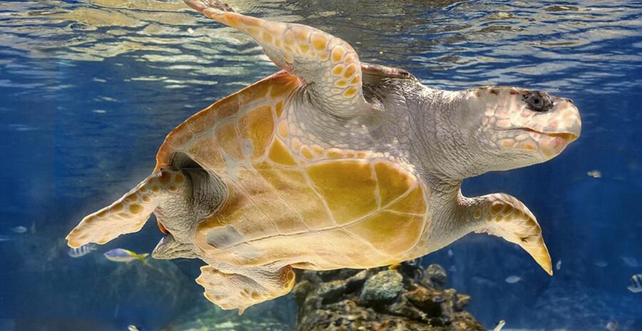 Madrid: Atlantis Aquarium Entry Ticket - Who will enjoy Atlantis Aquarium most?