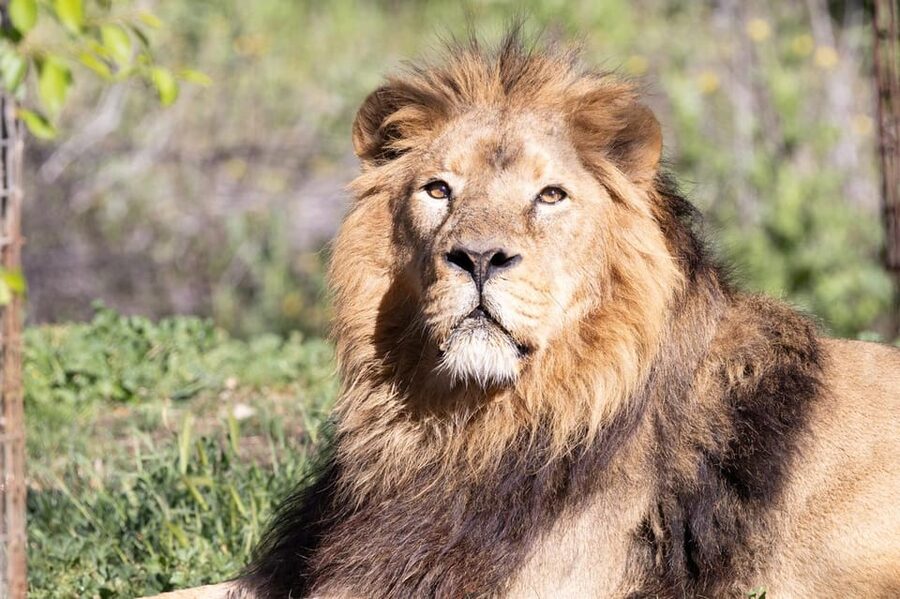 Madrid: Zoo Aquarium Madrid Ticket - Key things to know before you go