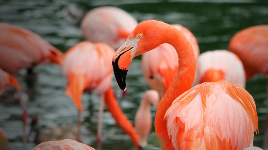 Madrid: Zoo Aquarium Madrid Ticket - Shows and talks give your day a timetable