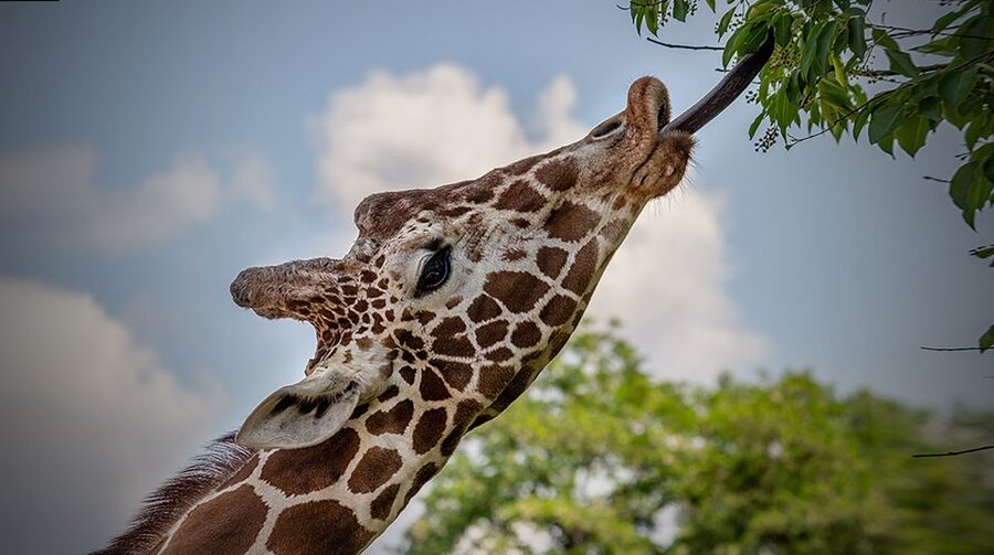 Madrid: Zoo Aquarium Madrid Ticket - Getting there and entering with your ticket