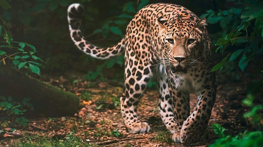 Madrid: Zoo Aquarium Madrid Ticket - Who will enjoy this most?