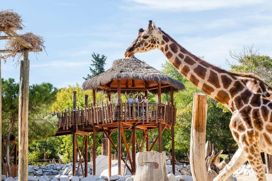 Madrid: Zoo Aquarium Madrid Ticket - Start with the land animals