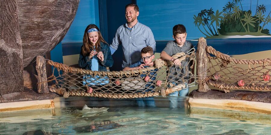 Mall of America: Sea Life Minnesota Aquarium Entry Ticket - Seemore, the rescued green sea turtle