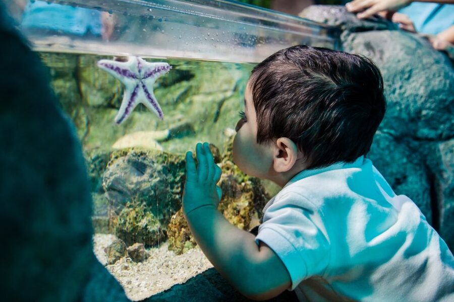 Mall of America: Sea Life Minnesota Aquarium Entry Ticket - What the one-way route feels like