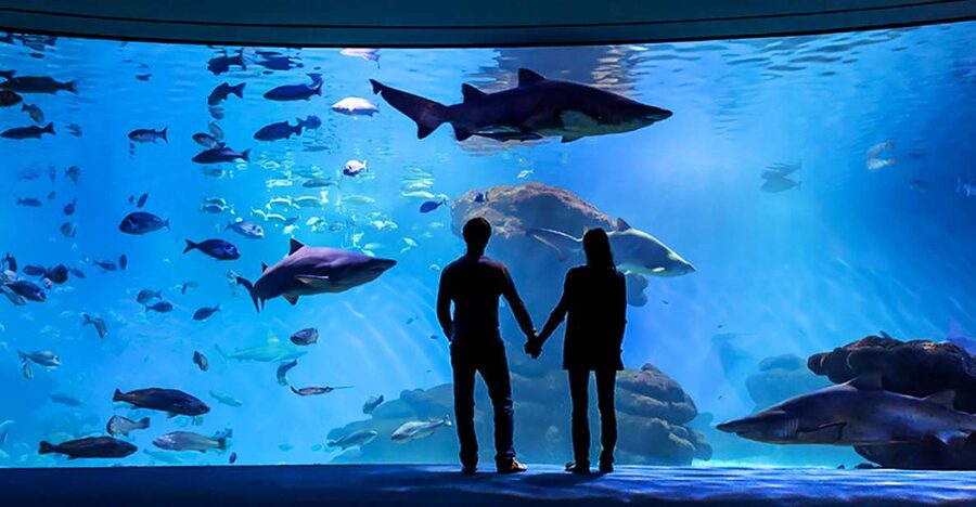 Mallorca: Palma Aquarium Entry Ticket w/ Optional 3D Cinema - Big Blue and the Shark Feeding