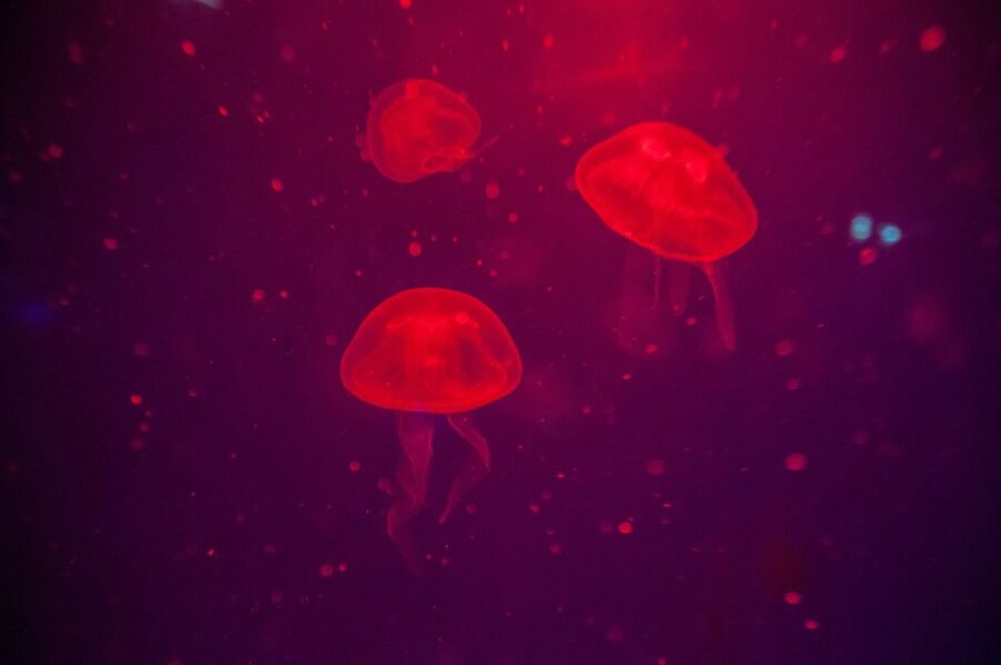 Mallorca: Palma Aquarium with Transfers, Guide & Fast Entry - The Jungle, gardens, and family play areas