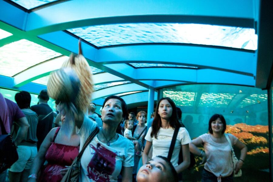 Mallorca: Palma Aquarium with Transfers, Guide & Fast Entry - The Big Blue shark tank