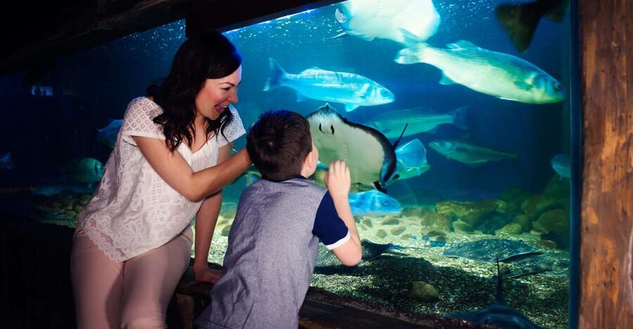 Manchester: SEA LIFE Entrance Ticket - What Your Visit to SEA LIFE Manchester Feels Like