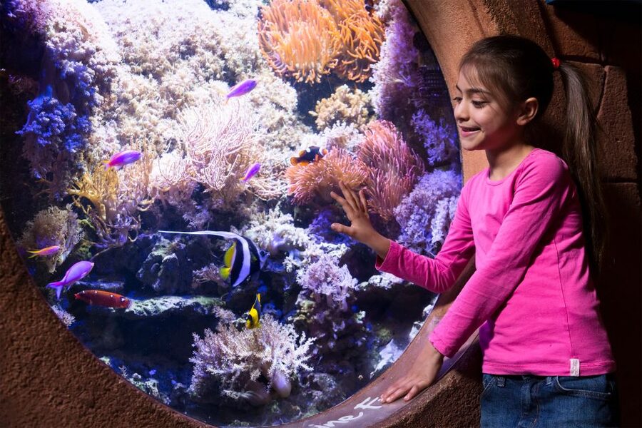 Manchester: SEA LIFE Entrance Ticket - The Ocean Tunnel Puts You Beneath the Animals