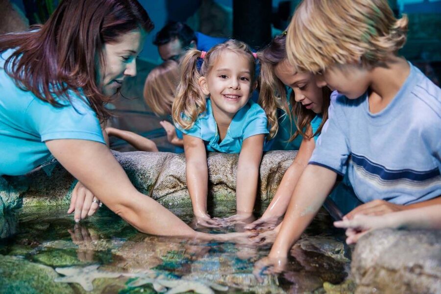 Manchester: SEA LIFE Entrance Ticket - Meet Ernie and Cammy, the Giant Green Sea Turtles