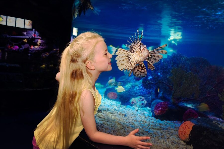 Manchester: SEA LIFE Entrance Ticket - Turtle Beach Explains a Sea Turtle’s Life Cycle