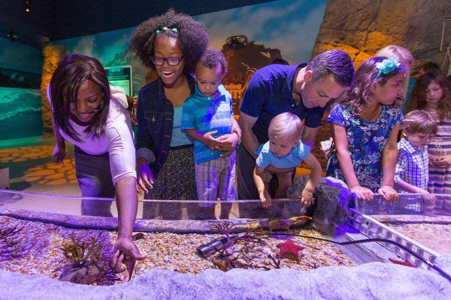 Manchester: SEA LIFE Entrance Ticket - Japanese Spider Crabs Are the Oddball Highlight