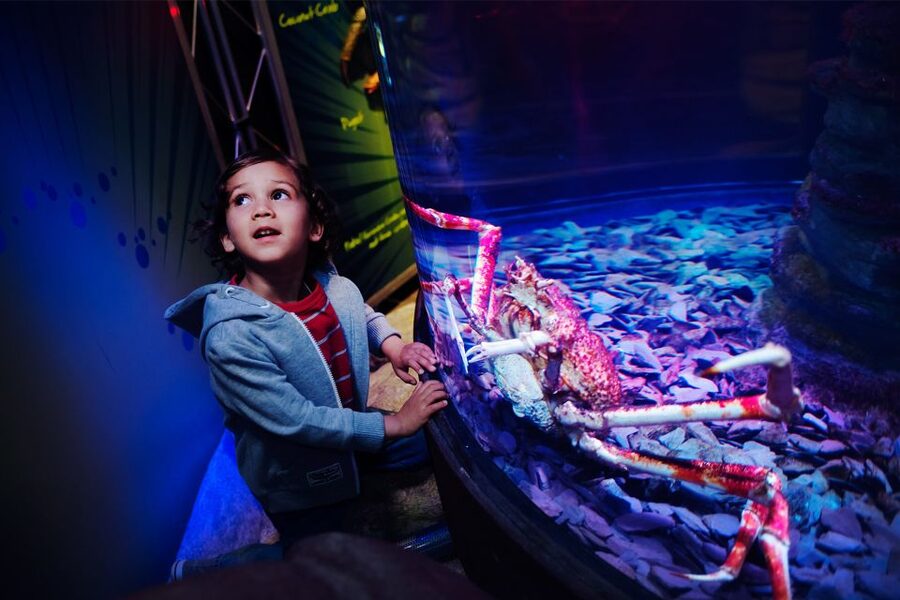 Manchester: SEA LIFE Entrance Ticket - Rocky Hideout Brings the Underwater Caves Down to Child Height