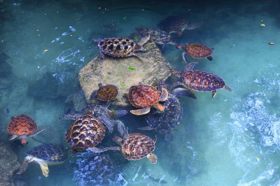 Massai village & Baraka turtules aquarium - A five-hour route from hotel pickup to turtle pool