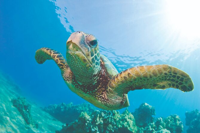 Mauna Kea 3hr Two Stop Sealife Snorkel Adventure - What the small group and guide support mean