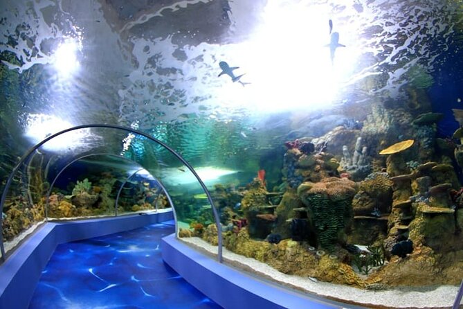 Mauritius Odysseo Oceanarium in Port Louis - Key Things to Know Before You Go