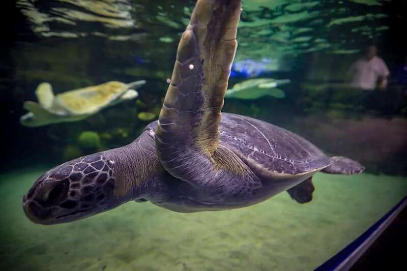Mazatlan: Grand Aquarium Ticket and City Sightseeing Tour - Why combine the aquarium with a city tour?