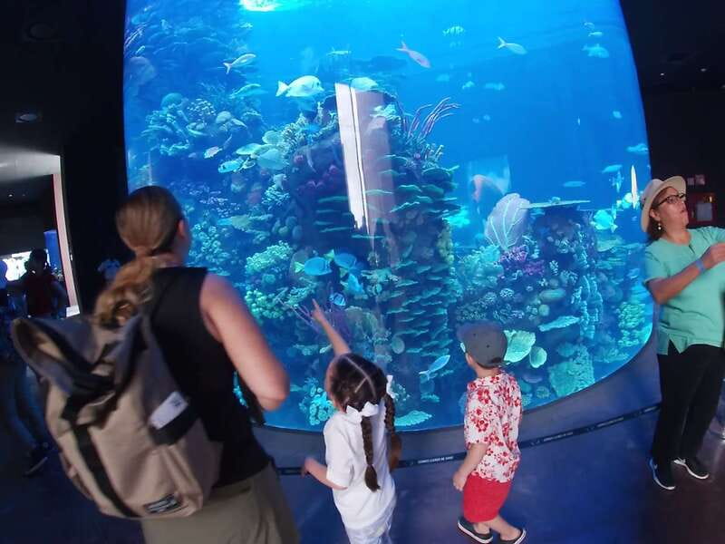 Mazatlan: Grand Aquarium Ticket and City Sightseeing Tour - Shark swimming costs extra
