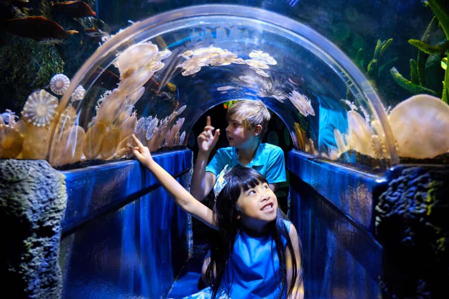 Melbourne: SEA LIFE Aquarium Entrance Ticket - Key things to know before you go